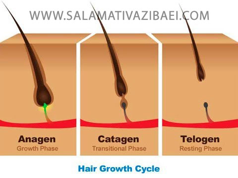 مراحل رشد مو و ساختمان مو