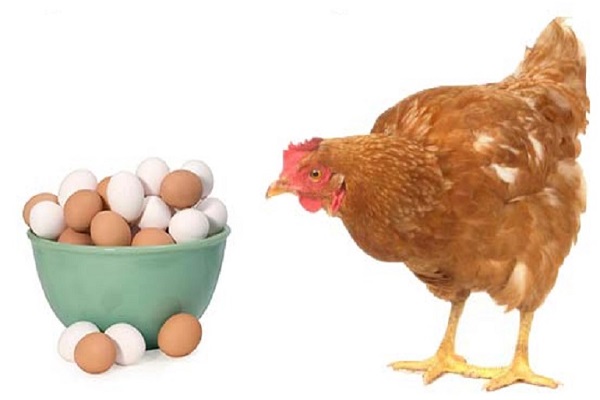 تفاوت تخم مرغ سفید با تخم مرغ قهوه ای، آیا تخم مرغ قهوه ای سالم تر از تخم مرغ سفید است؟